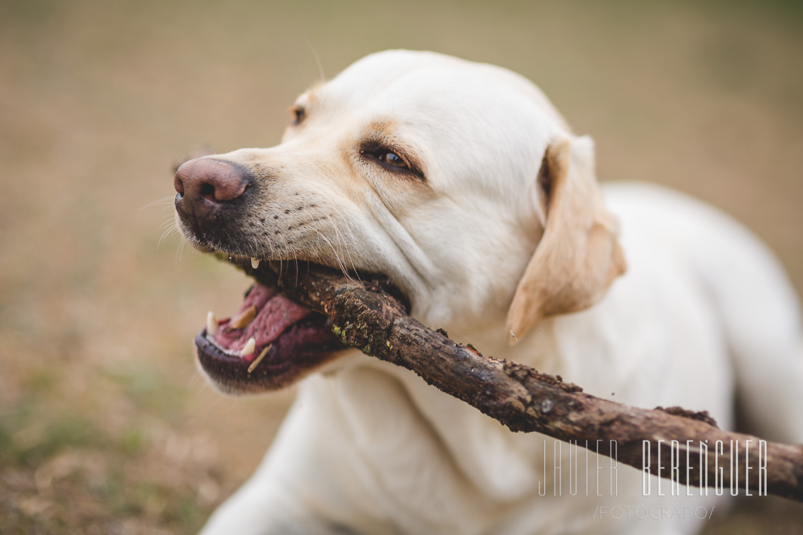 Fotos de Fotografos de Mascotas - 2