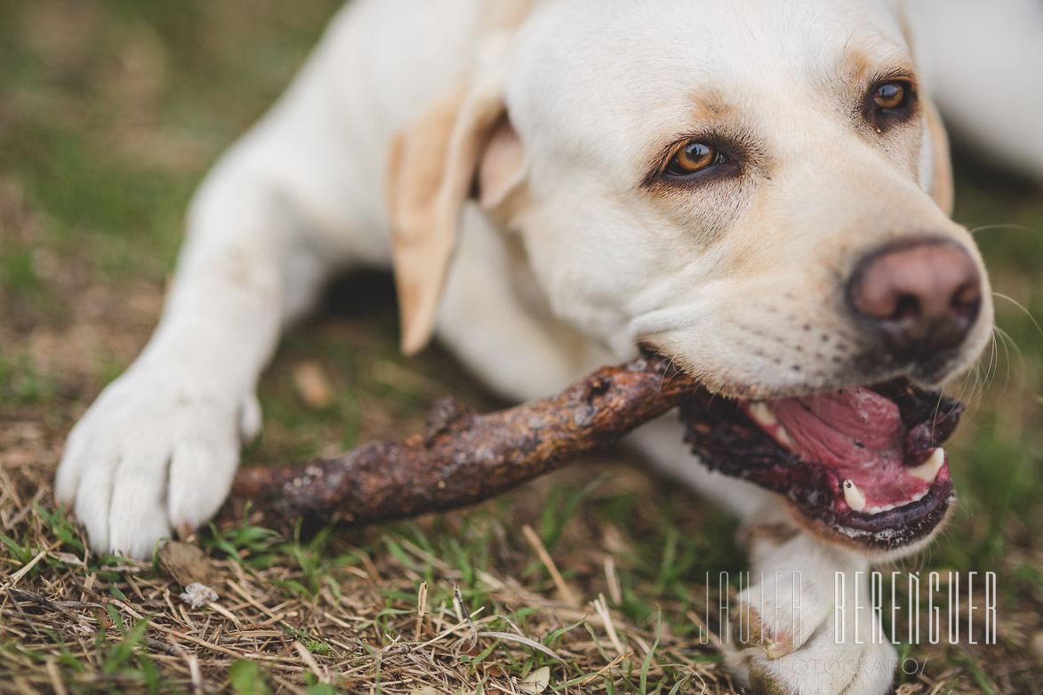 Fotos de Fotografos de Mascotas - 235