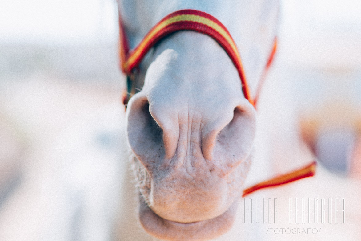 Fotógrafos Pre de Boda Caballos Cartagena