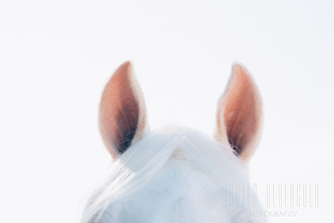 Fotógrafos Pre de Boda Caballos Cartagena