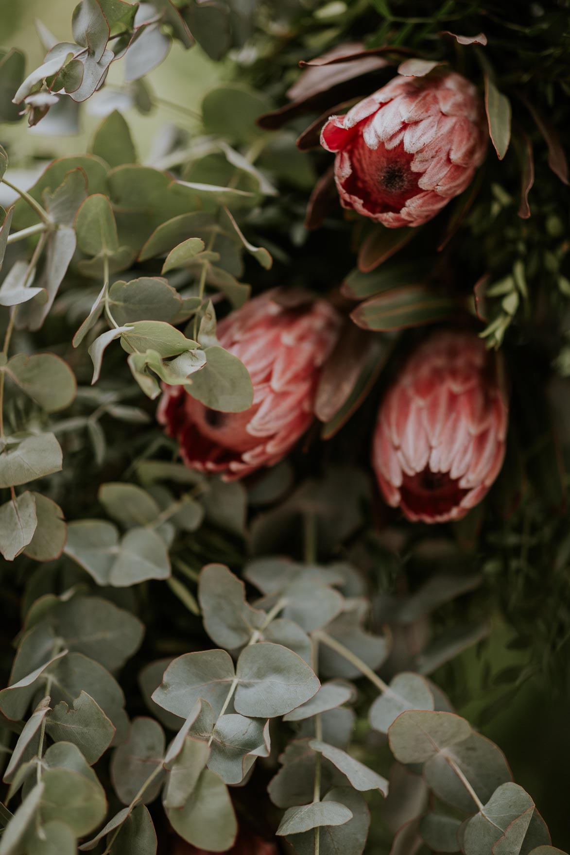 Proteas para Bodas