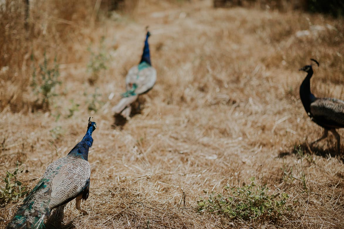 Fotos de Pavos Reales