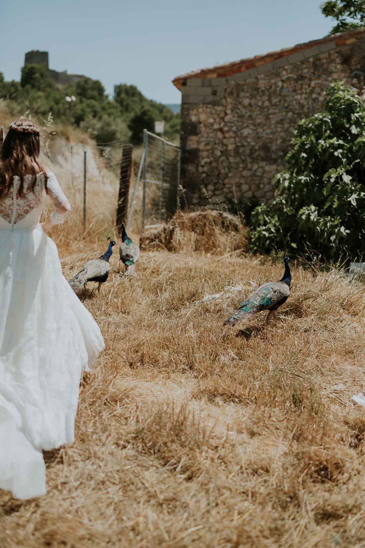 Novias y Pavos reales en Bodas