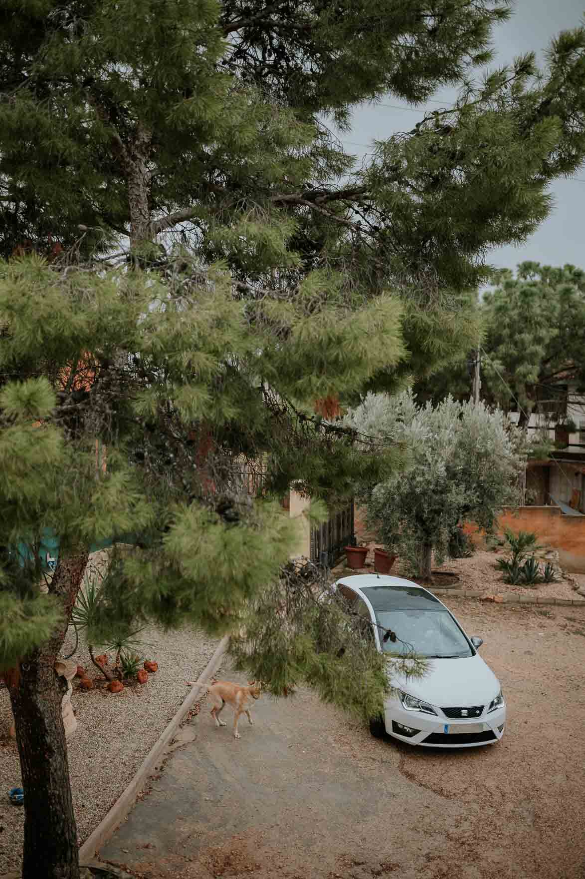 Seat Leon en Bodas