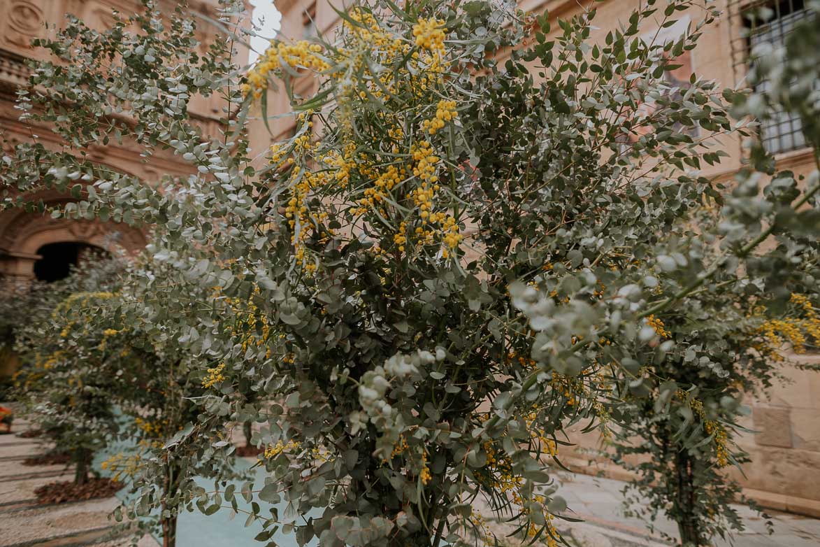 Decoracion de Boda con Arboles en Catedral de Murcia