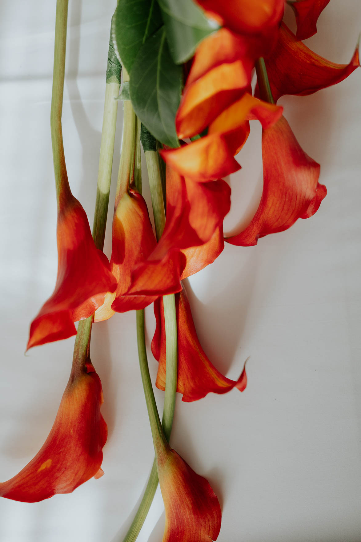 Ramo en Cascada Taller de Clo